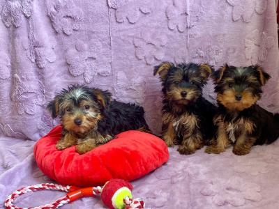 Yorkshire Terrier puppies in Meath