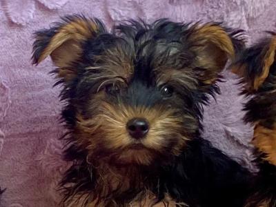 Yorkshire Terrier puppies in Meath