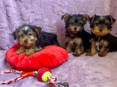 Yorkshire Terrier Purebred ❤️puppies in Meath