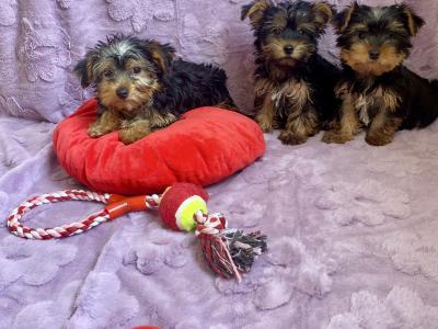 Yorkshire Terrier puppies in Meath