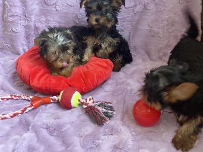 Yorkshire Terrier puppies in Meath