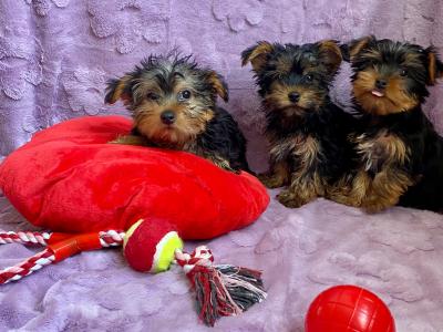 Yorkshire Terrier puppies in Meath
