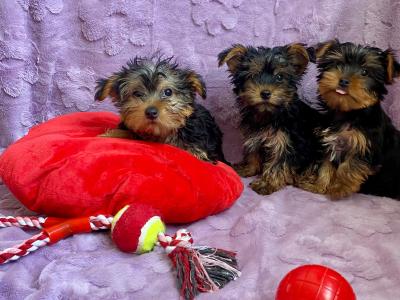 Yorkshire Terrier Purebred ❤️puppies in Meath
