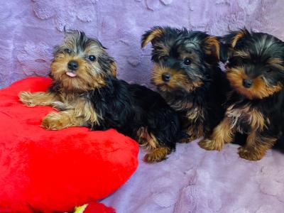 Yorkshire Terrier puppies in Meath
