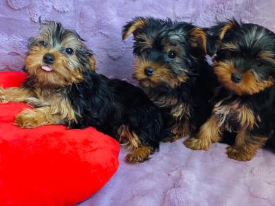 Yorkshire Terrier puppies in Meath