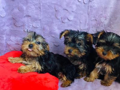 Yorkshire Terrier Purebred ❤️puppies in Meath