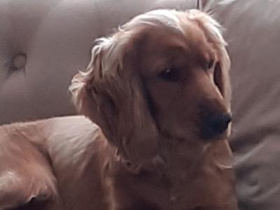 Male Golden Cocker Spaniel in Dublin
