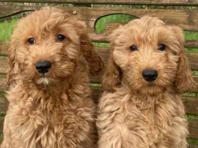 Cockapoo puppies