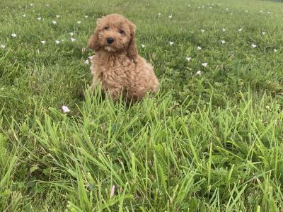 Cockapoo puppies in Kilkenny