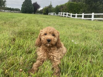 Cockapoo puppies in Kilkenny
