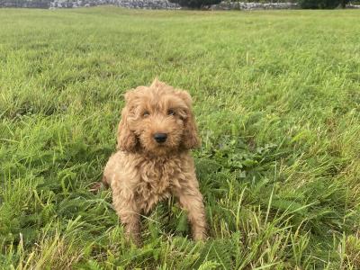 Cockapoo puppies in Kilkenny