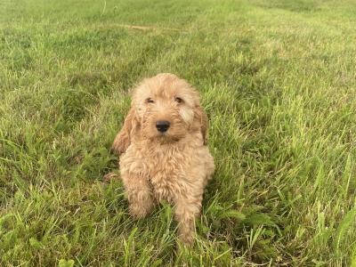 Cockapoo puppies in Kilkenny