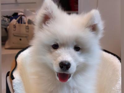 Adorable male Samoyed 11 Week old pup in Dublin