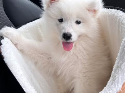 Adorable male Samoyed 11 week old puppy in Dublin