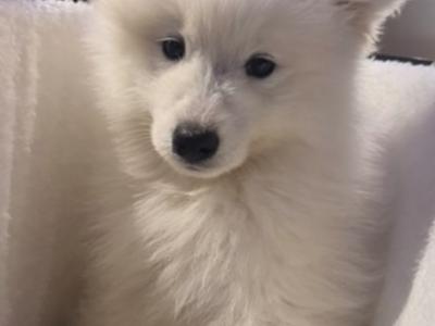 Adorable male Samoyed 11 week old puppy in Dublin