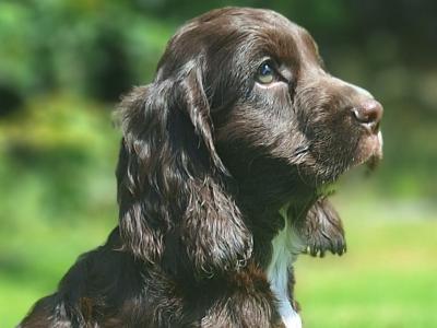 Cocker Spaniel puppies in Carlow