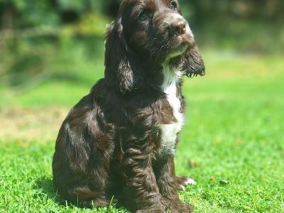 Cocker Spaniel puppies in Carlow