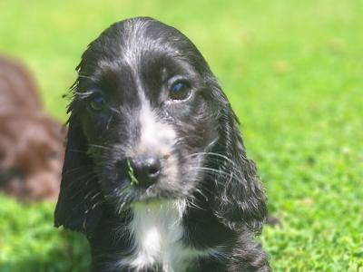 Cocker Spaniel puppies in Carlow