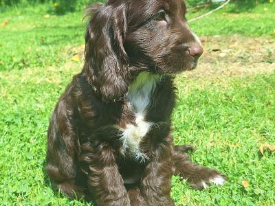 Cocker Spaniel puppies in Carlow