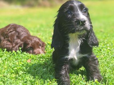 Cocker Spaniel puppies in Carlow