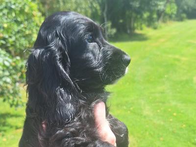 Cocker Spaniel puppies in Carlow - €425.