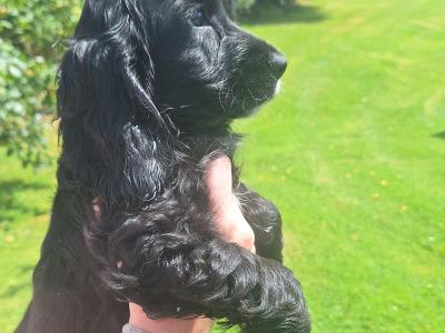 Cocker Spaniel puppies in Carlow