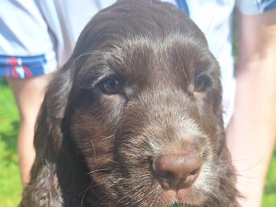 Cocker Spaniel puppies in Carlow