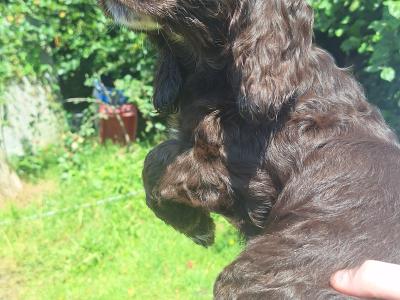 Cocker Spaniel puppies in Carlow