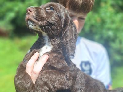 Cocker Spaniel puppies in Carlow
