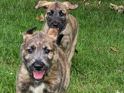 Gentle & Playful IKC Registered(pending)Irish Wolfhound puppies in Wexford – ready for Loving homes