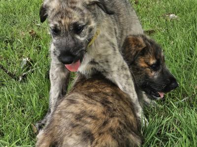 Gentle & Playful IKC Registered(pending)Irish Wolfhound puppies in Wexford – ready for Loving homes