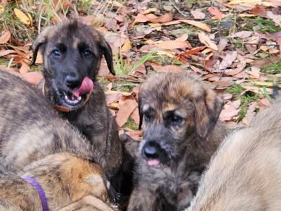 Gentle & Playful IKC Registered(pending)Irish Wolfhound puppies in Wexford – ready for Loving homes