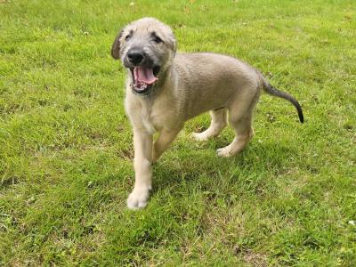 Gentle & Playful IKC Registered(pending)Irish Wolfhound puppies in Wexford – ready for Loving homes