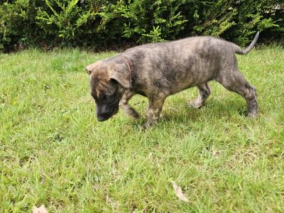 Gentle & Playful IKC Registered(pending)Irish Wolfhound puppies in Wexford – ready for Loving homes