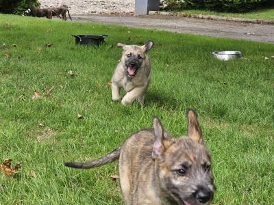 Gentle & Playful IKC Registered(pending)Irish Wolfhound puppies in Wexford – ready for Loving homes