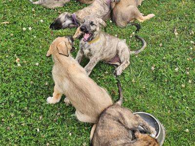 Gentle & Playful IKC Registered(pending)Irish Wolfhound puppies in Wexford – ready for Loving homes