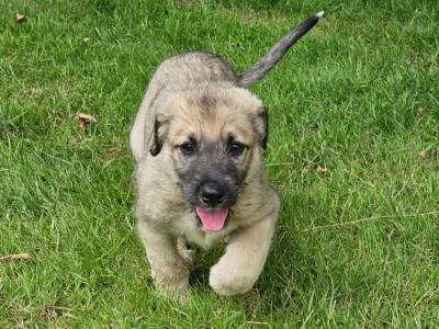 10 stunning, Gentle & Playful Irish Wolfhound puppies in Wexford – ready for Loving homes