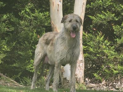 Gentle & Playful IKC Registered(pending)Irish Wolfhound puppies in Wexford – ready for Loving homes
