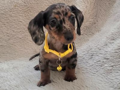 IKC Registered Miniature Dachshund puppies in Kildare