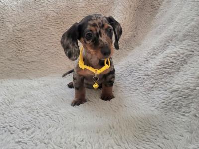 IKC Registered Miniature Dachshund puppies in Kildare