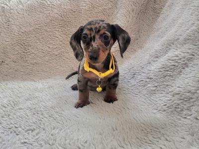 IKC Registered Miniature Dachshund puppies in Kildare