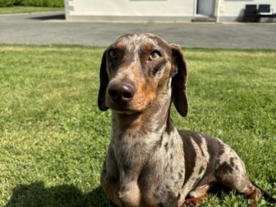 Miniature Dachshund puppies in Kilkenny