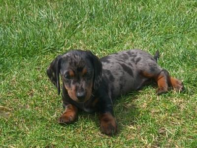 Miniature Dachshund puppies in Kilkenny