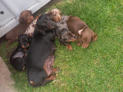 Miniature Dachshund puppies in Kilkenny