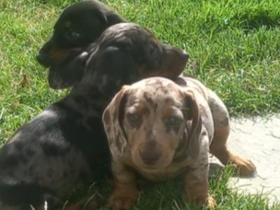 Miniature Dachshund puppies in Kilkenny