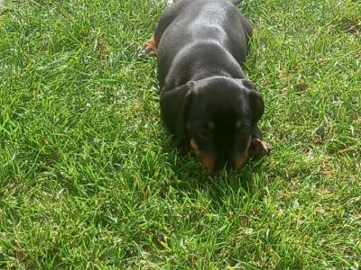 Miniature Dachshund puppies in Kilkenny
