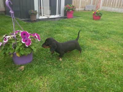 Miniature Dachshund puppies in Kilkenny