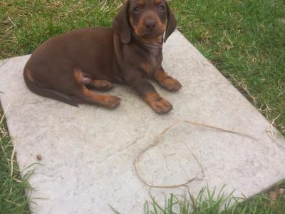 Miniature Dachshund puppies in Kilkenny