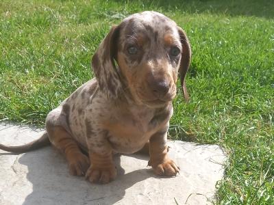 Miniature Dachshunds in Kilkenny