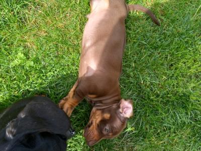 Miniature Dachshund puppies in Kilkenny